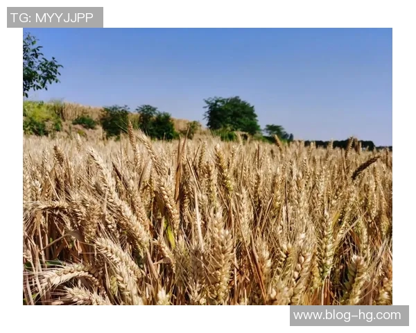 布克谈迈阿密天气变化迅速表示自己并未过于关注阴雨情况 布克谈迈阿密天气变化迅速表示自己并未过于关注阴雨情况